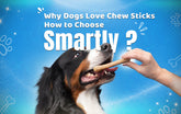 Why Dogs Love Chew Sticks & How to Choose Smartly?